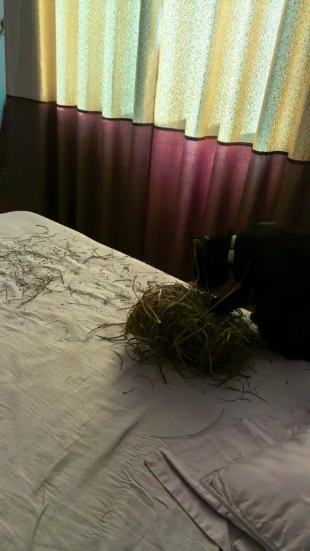 沙沙打猎回来的鸟巢🪺图片 1