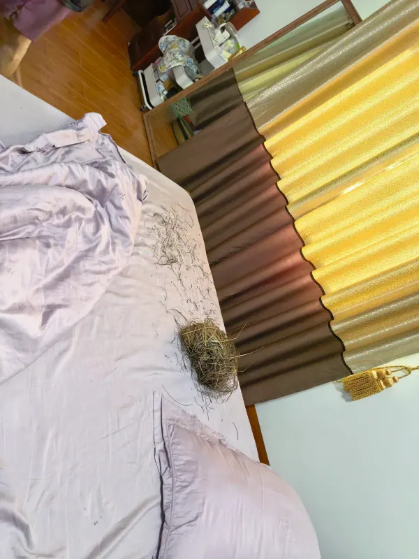 沙沙打猎回来的鸟巢🪺图片 2