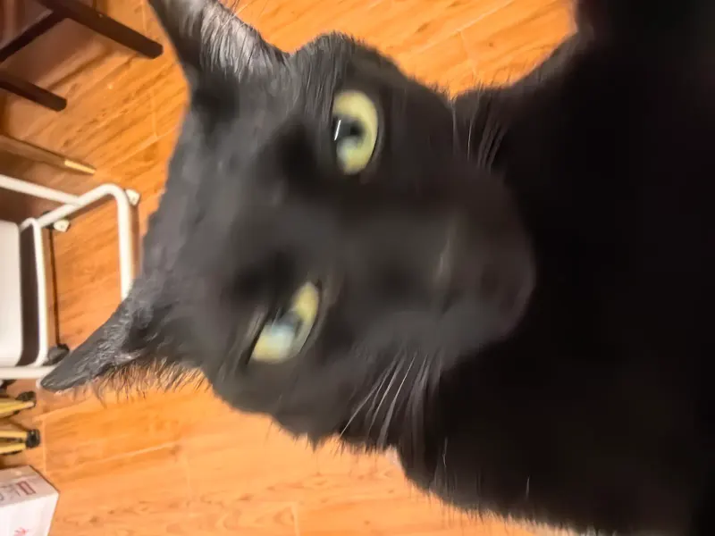 猫图片 1